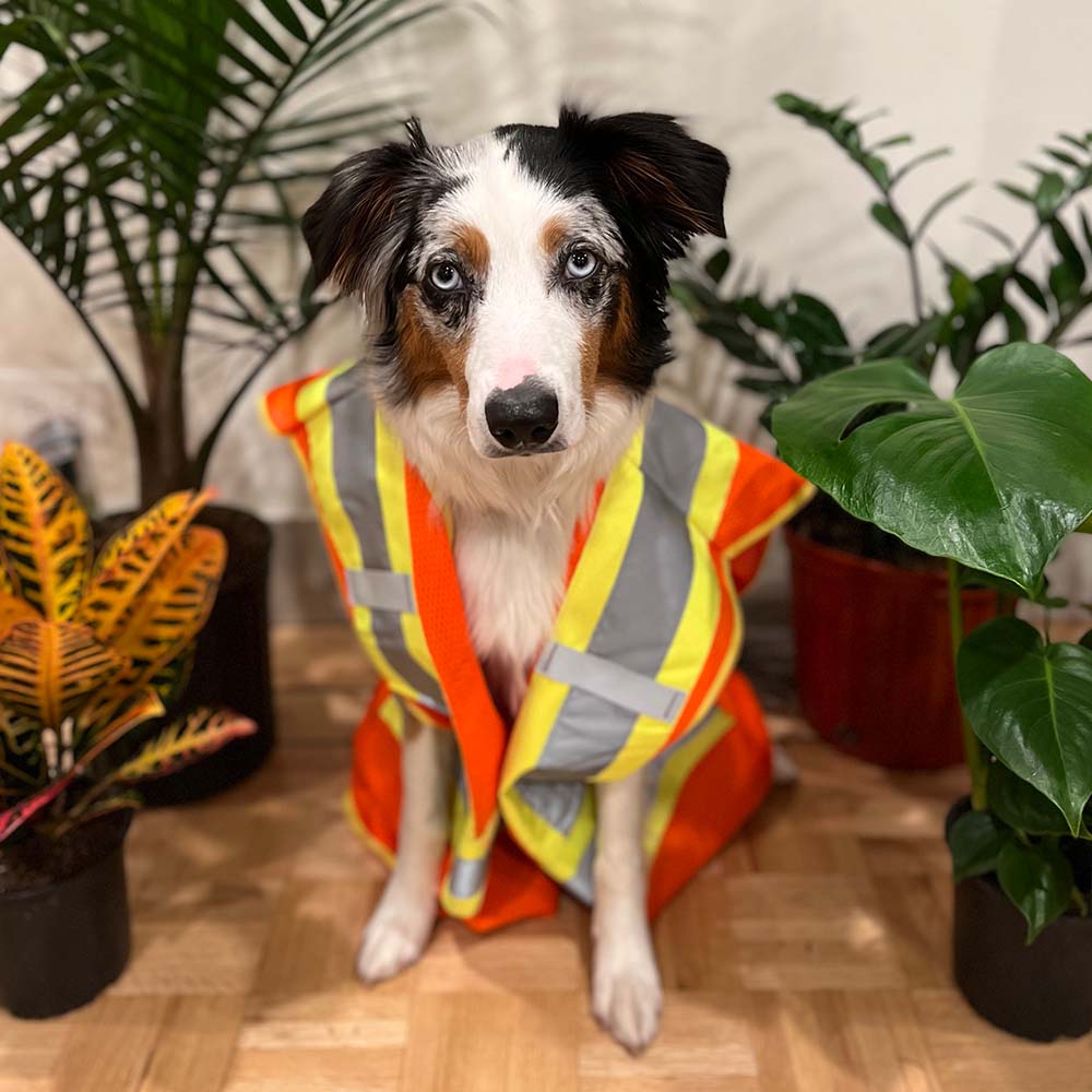 Paisley | Chief Digging Officer of Timberstone Landscaping